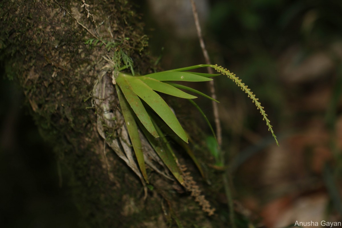 Oberonia forcipata Lindl.